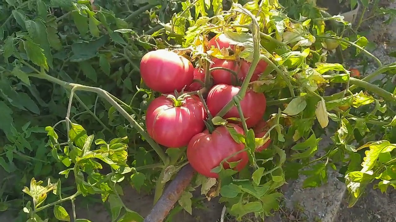 Семена Томат Изюм F1